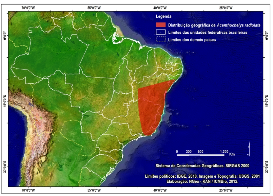 Cágado-amarelo endêmico do Brasil 