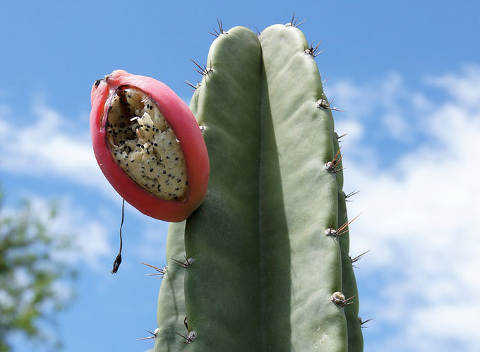 Água em Cactos! - iGUi Ecologia