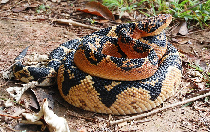 Surucucu - características, ecologia - Cobras - InfoEscola