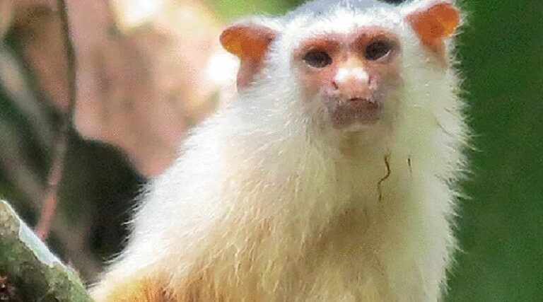 nova-especie-sagui-4-conexao-planeta-800x445 - iGUi Ecologia