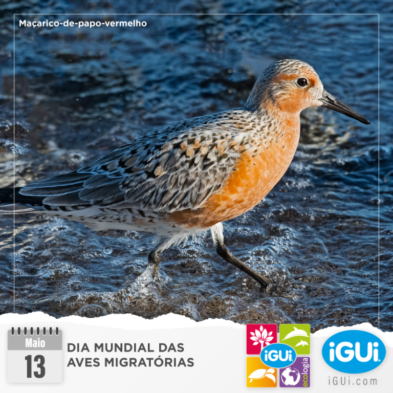 Dia Mundial das Aves Migratórias - iGUi Ecologia